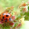 Coccinelle
