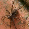 Araignée du soir ... Espoir ?