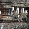 Les singes d'Angkor Wat