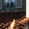 Citrouille