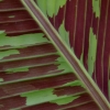 Nervures de feuille (1)