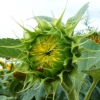 jeune tournesol