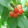 LE TEMPS DES CERISES...