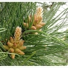 Fleurs de pin