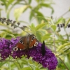 Papillons d'humeur noire