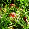 Surprises en flagrante promenade