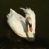 Le cygne