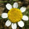 fleur
