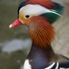 Les canards sont de sortie (5)