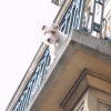 Milou en mars