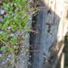 Cimetière de Dieweg