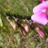 pucerons en fleur!