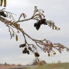 La branche sur fond de ciel gris