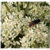 Un insecte