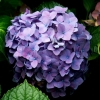 Hortensia bleu