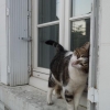 Chat mutin, chat câlin