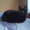 Le chat diablotin
