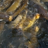 Carpes voraces