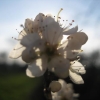 Fleur d'Aubépine cachant le soleil