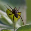 Petite araignée de jardin