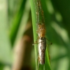 Tetragnatha