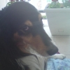 Chien-fleur
