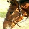 Cheval