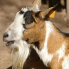 Belle barbichette !