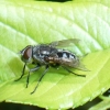 la mouche