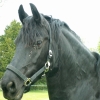 Cheval noir