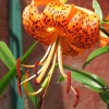 Fleur de lys