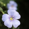 Fleur Violette