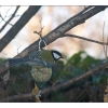 Mésange