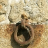 Le moineau