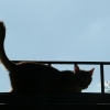 Citrouille