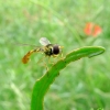 Syrphe
