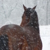 Un cheval sous la neige