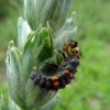 Larve de coccinelle sur épi de blé