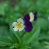 Fleurs de......