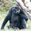 Femelle gorille et son petit (3/3)