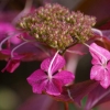 Dernières fleurs de l'hortensia