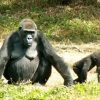 Femelle gorille et son petit (1/3)