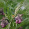 Une abeille ne fait pas le printemps