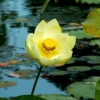 Lotus (1)