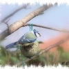 La mésange