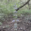 Fleur bleue