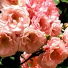 Les roses de Villandry (1)