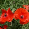 Coquelicots
