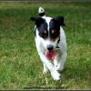 romeo