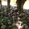 NOIX DE COCO